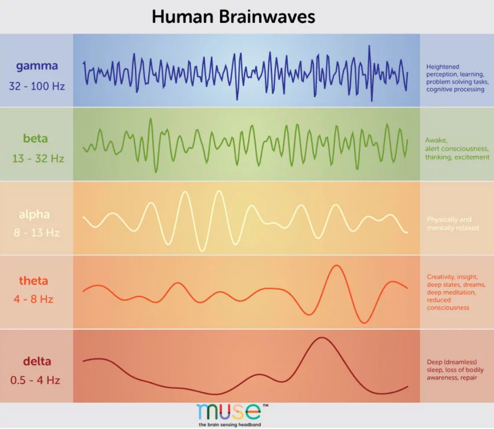 Muse brainwave screenshot
