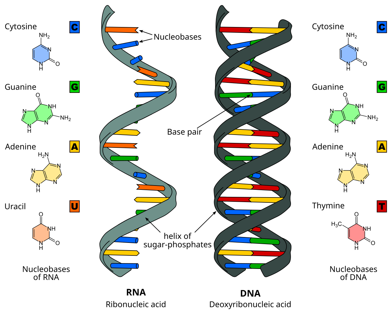 DNA Nucelotides