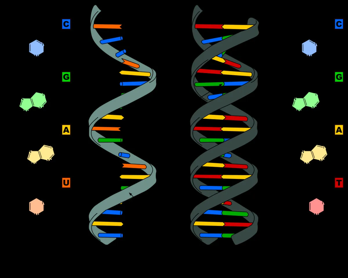 DNA Nucelotides