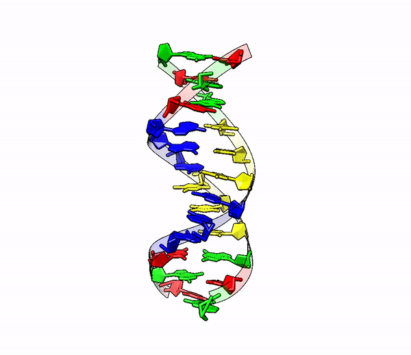DNA helix