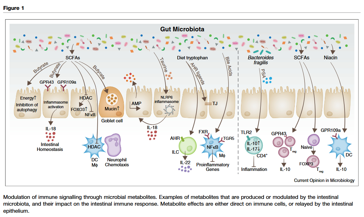 Microbiome, metabolites and host immunity