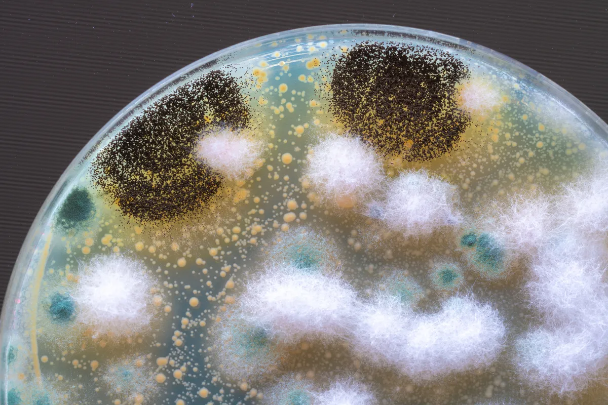 It’s Bacteria All The Way Down