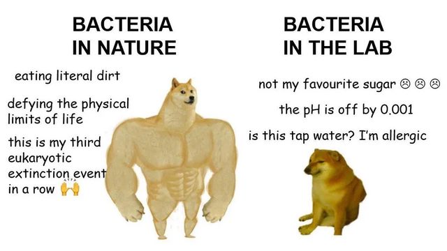 Bacteria meme