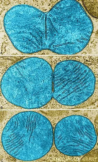 Mitochondria division