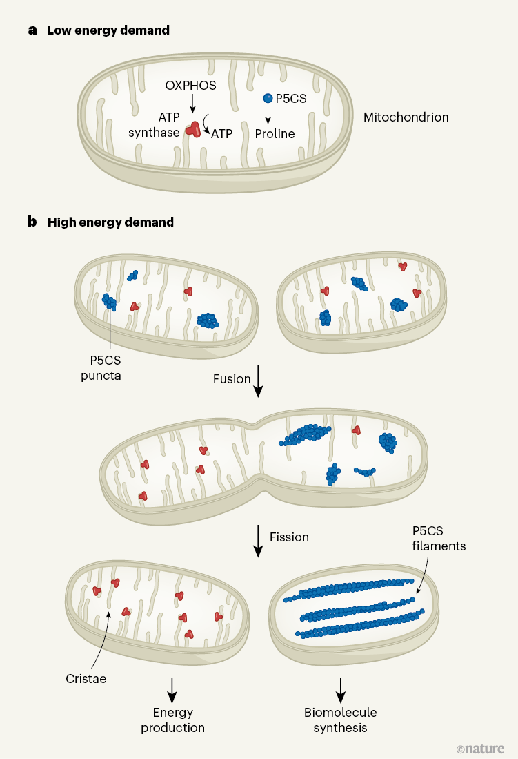 Stages of mitochondrial division