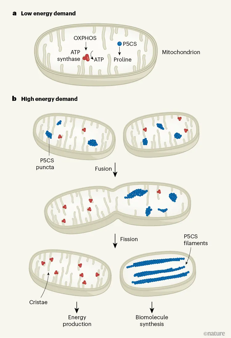Stages of mitochondrial division