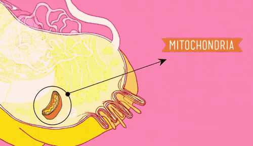 Mitochondria gif