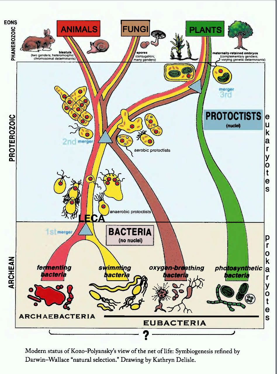 Symbiogenesis preface