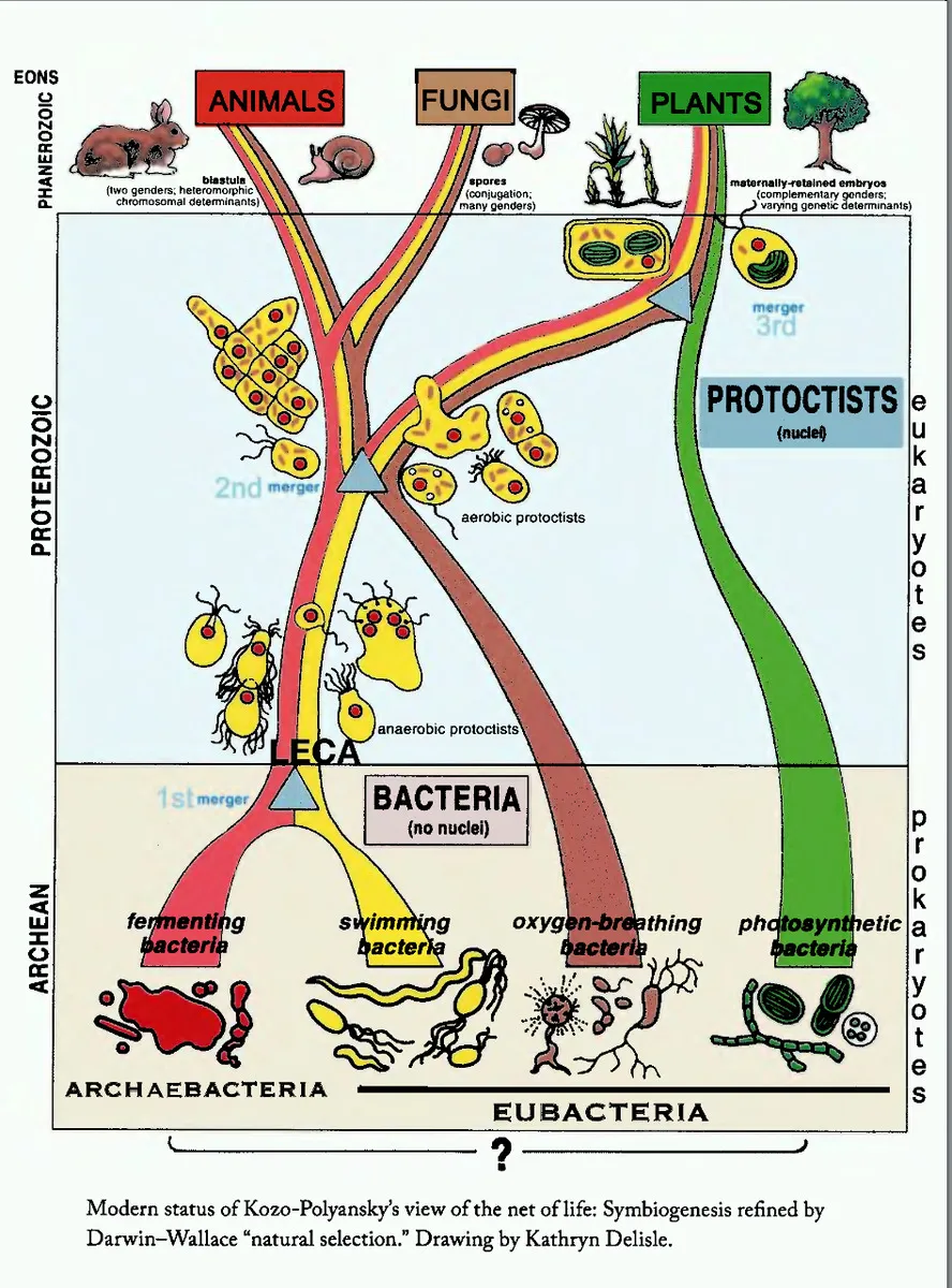 Symbiogenesis preface