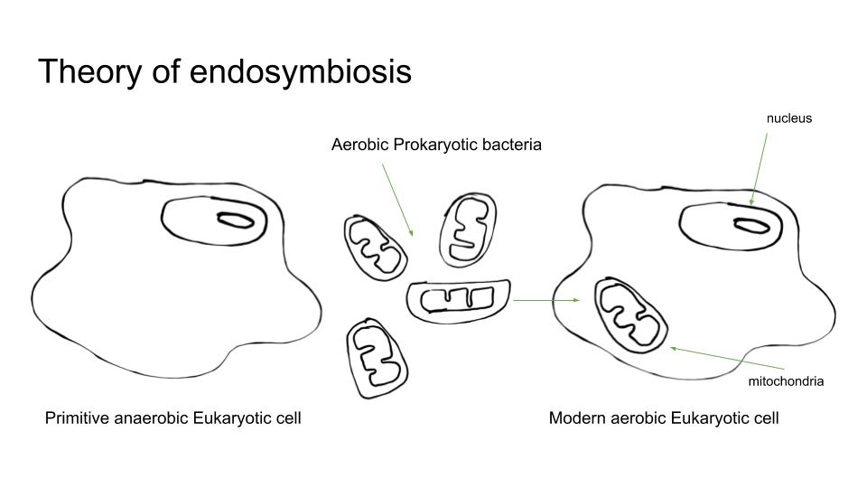 Theory of endosymbiosis