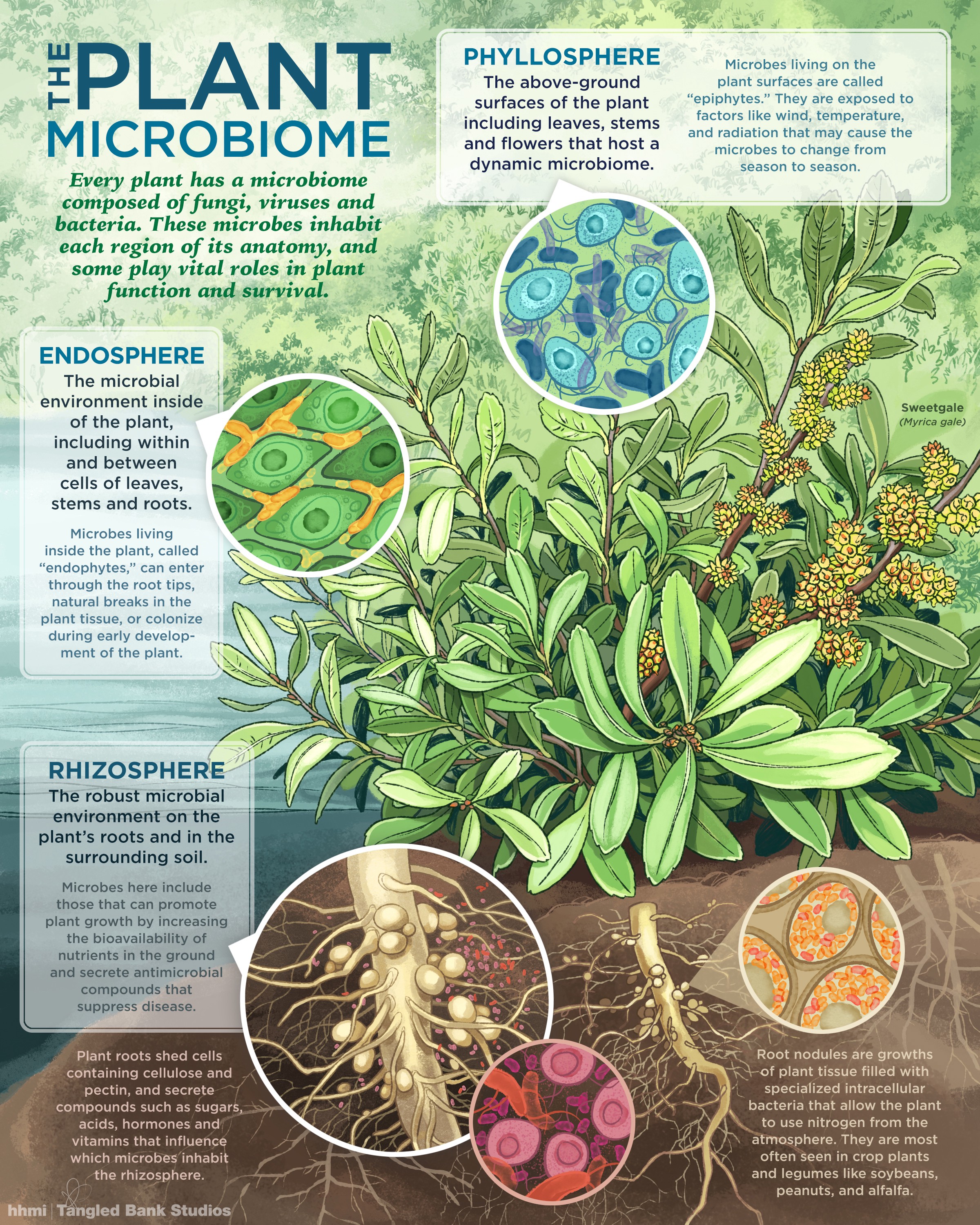 Visualizing the plant microbiome