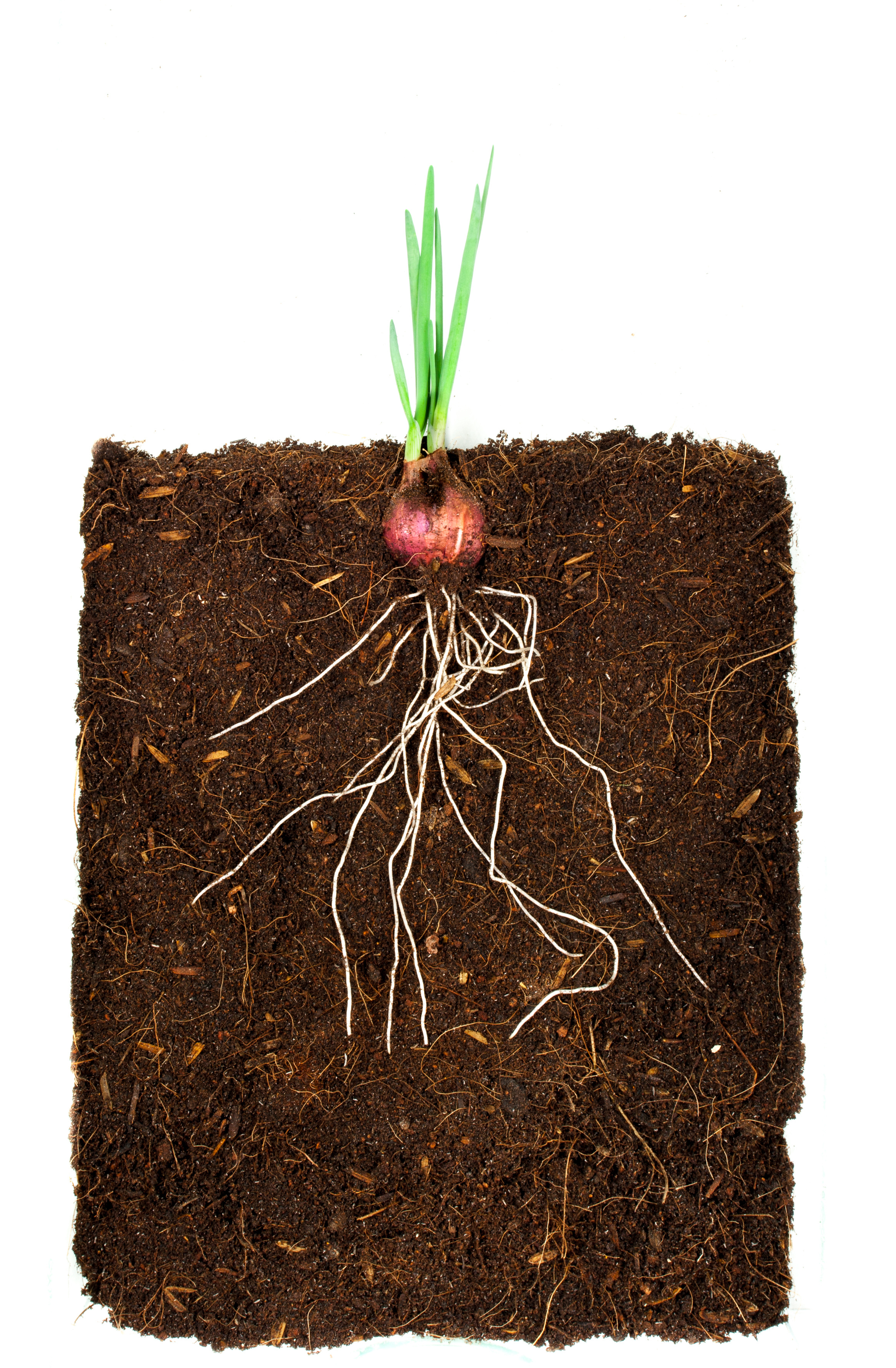 The Plant Microbiome