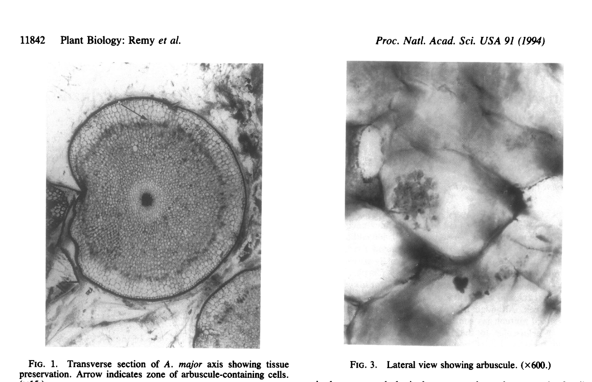 Four hundred-million-year-old vesicular arbuscular mycorrhizae