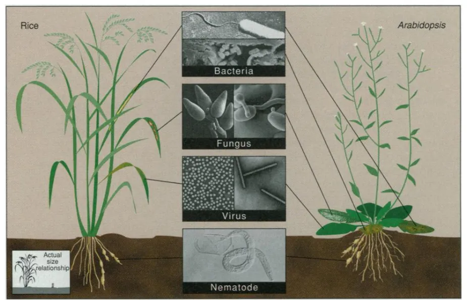 Soil health