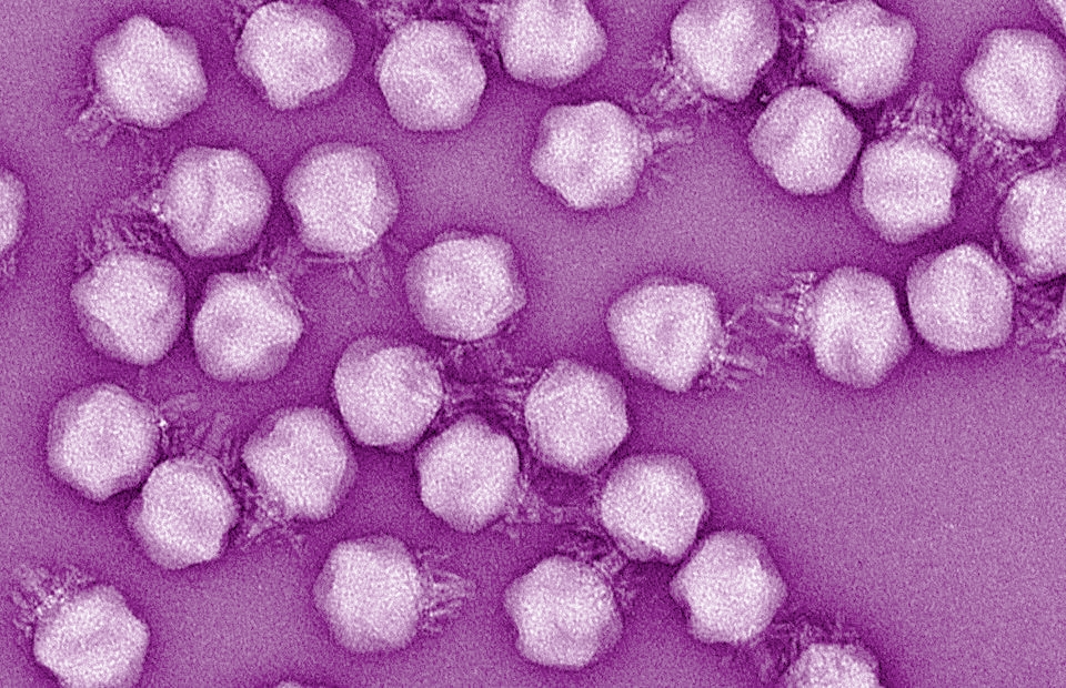 The CrAssphage story