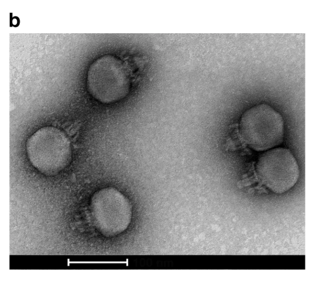 Crass-like phages