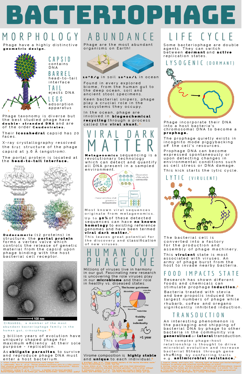 Bacteriophage Infographic