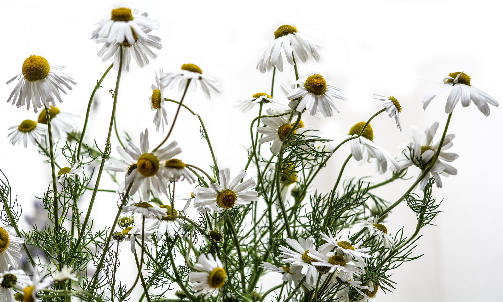 Plants in Profile: Chamomile