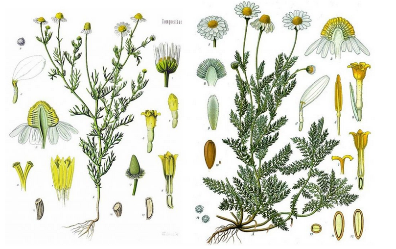 Chamomile taxonomy