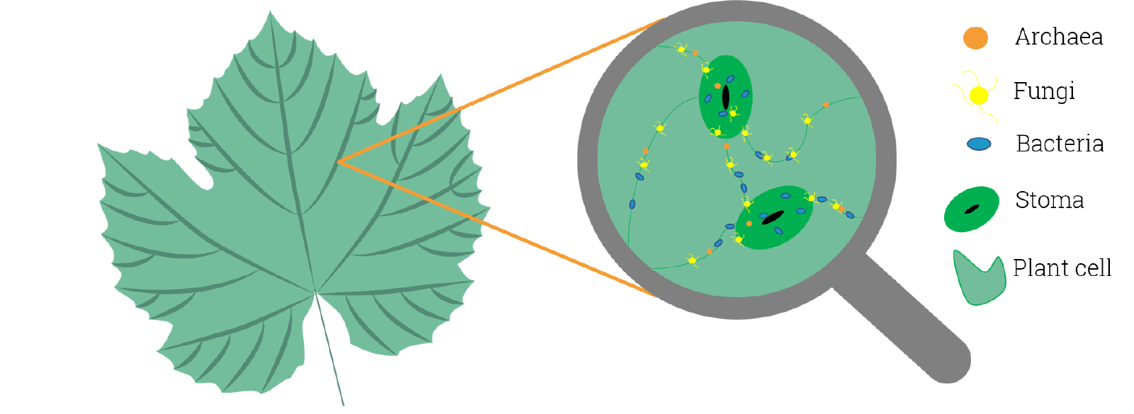 Leaf phyllosphere