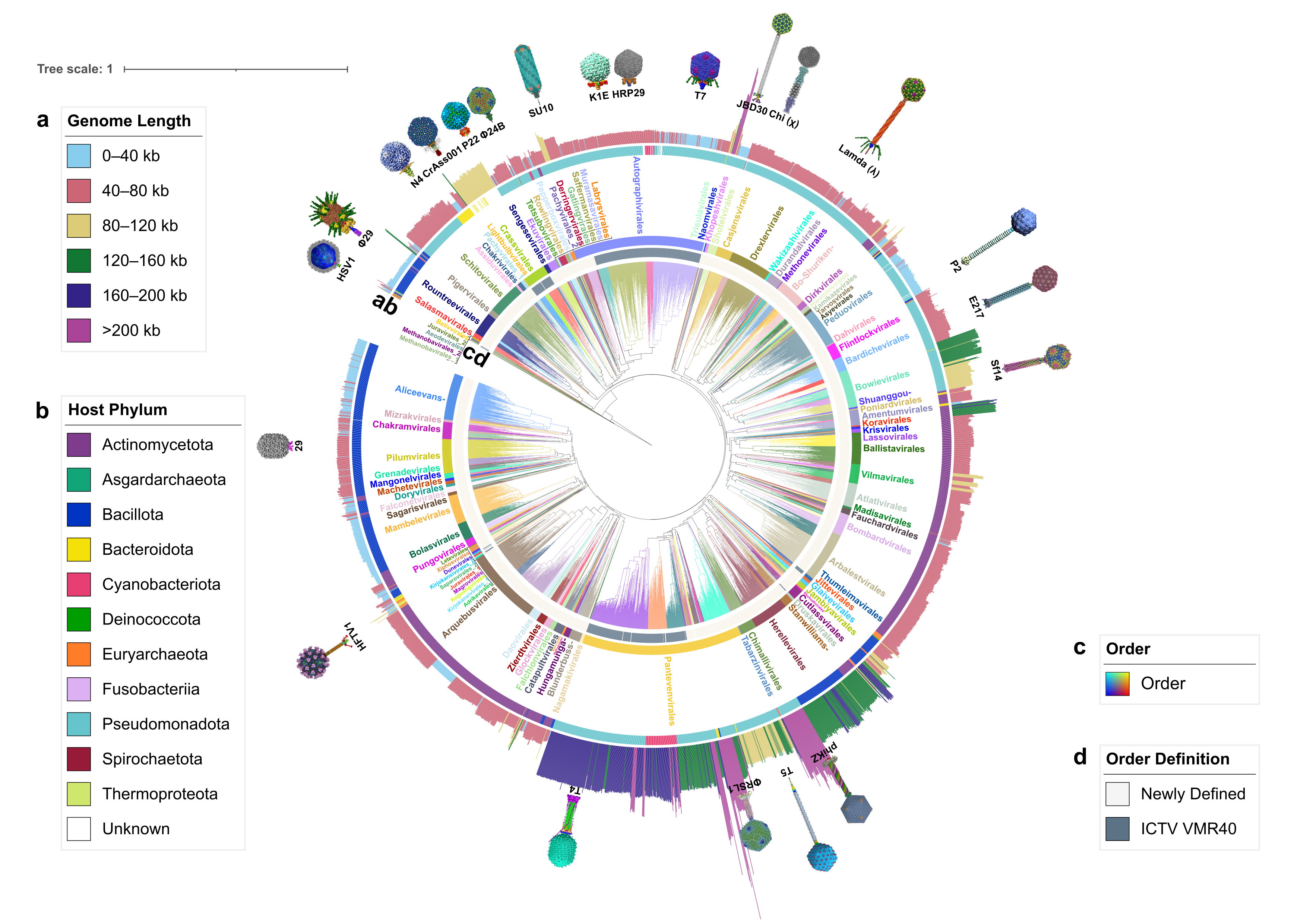 Caudoviricetes Taxonomy